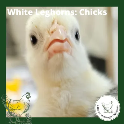 Leghorn Chickens