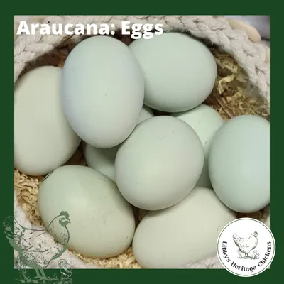 Araucana Fertilised Eggs