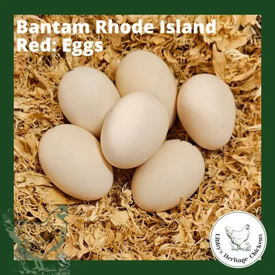Bantam Fertilised Eggs