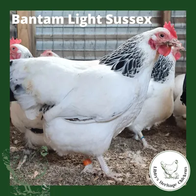 Bantam Light Sussex Chickens