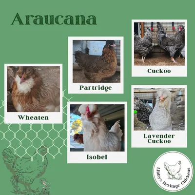 Araucana - Isobel, Cuckoo, Wheaten, Partridge