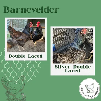 Barnevelder - Double Laced and Silver Double Laced