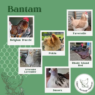 Bantam Chickens