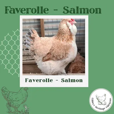 Faverolle - Salmon