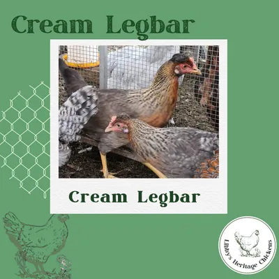Cream Legbar Chickens