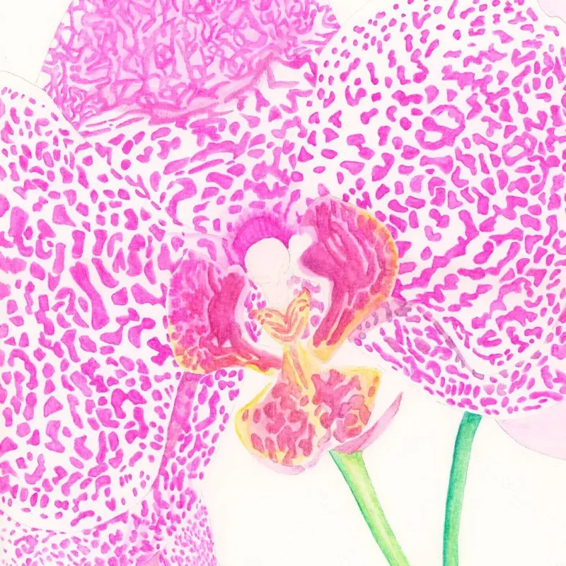 collection-image