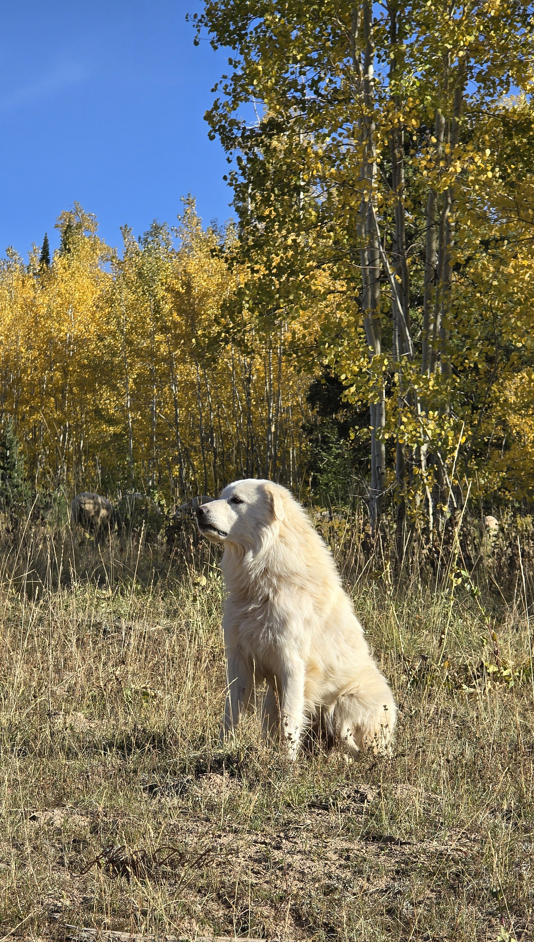 ecommerce.upsell.product_image_alt