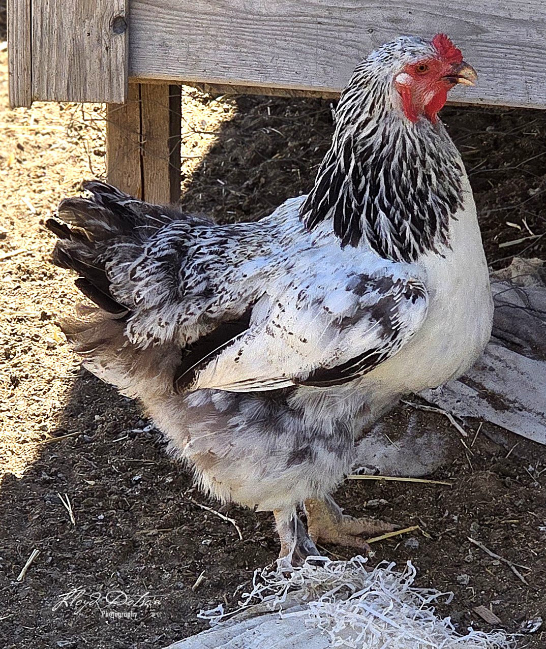 ecommerce.upsell.product_image_alt