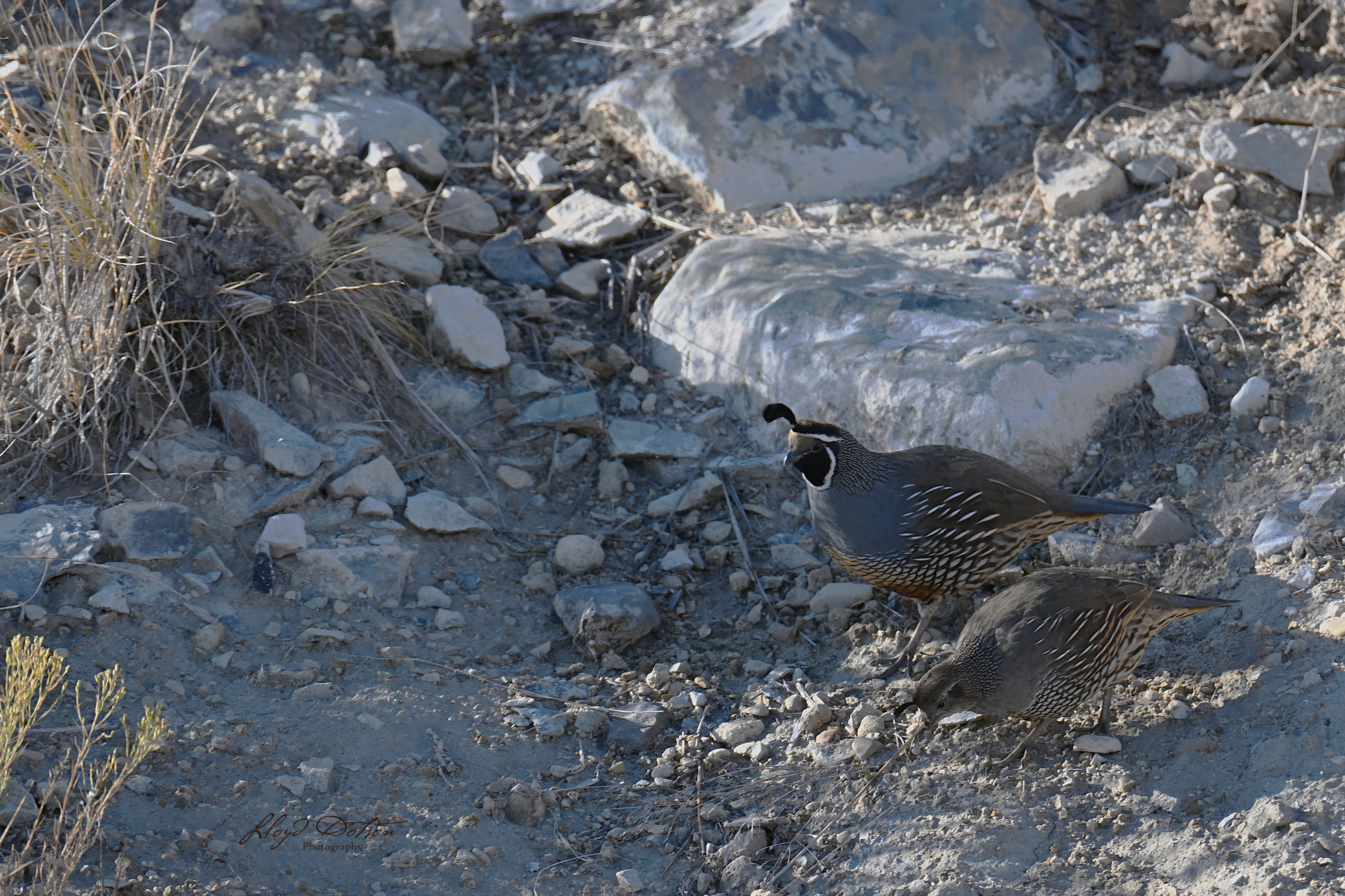 ecommerce.upsell.product_image_alt