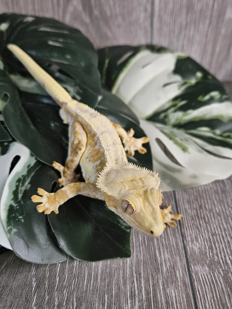 ecommerce.upsell.product_image_alt