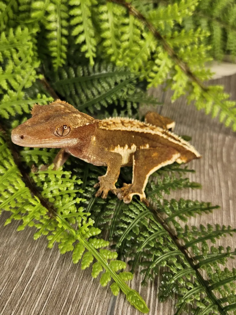 ecommerce.upsell.product_image_alt