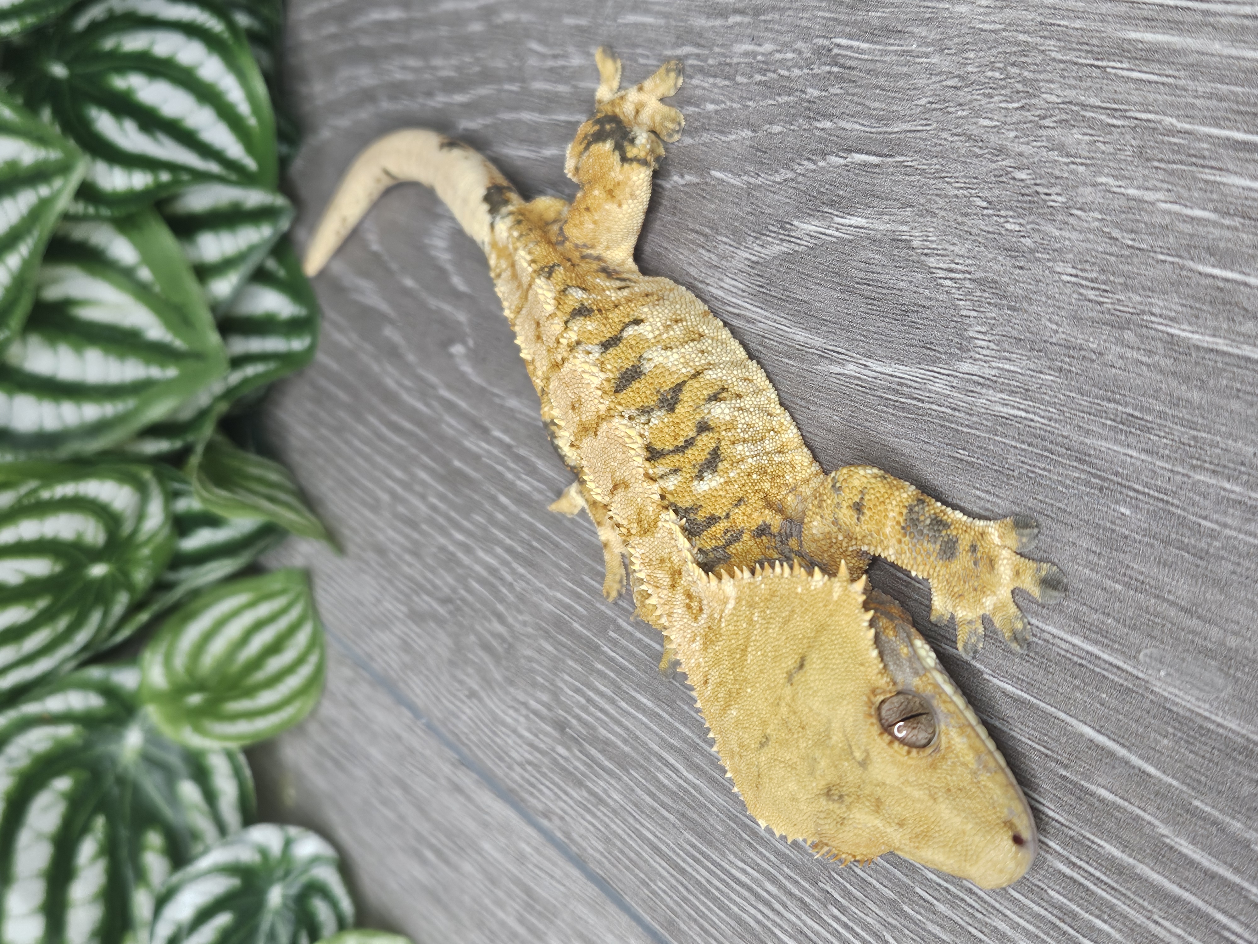 ecommerce.upsell.product_image_alt