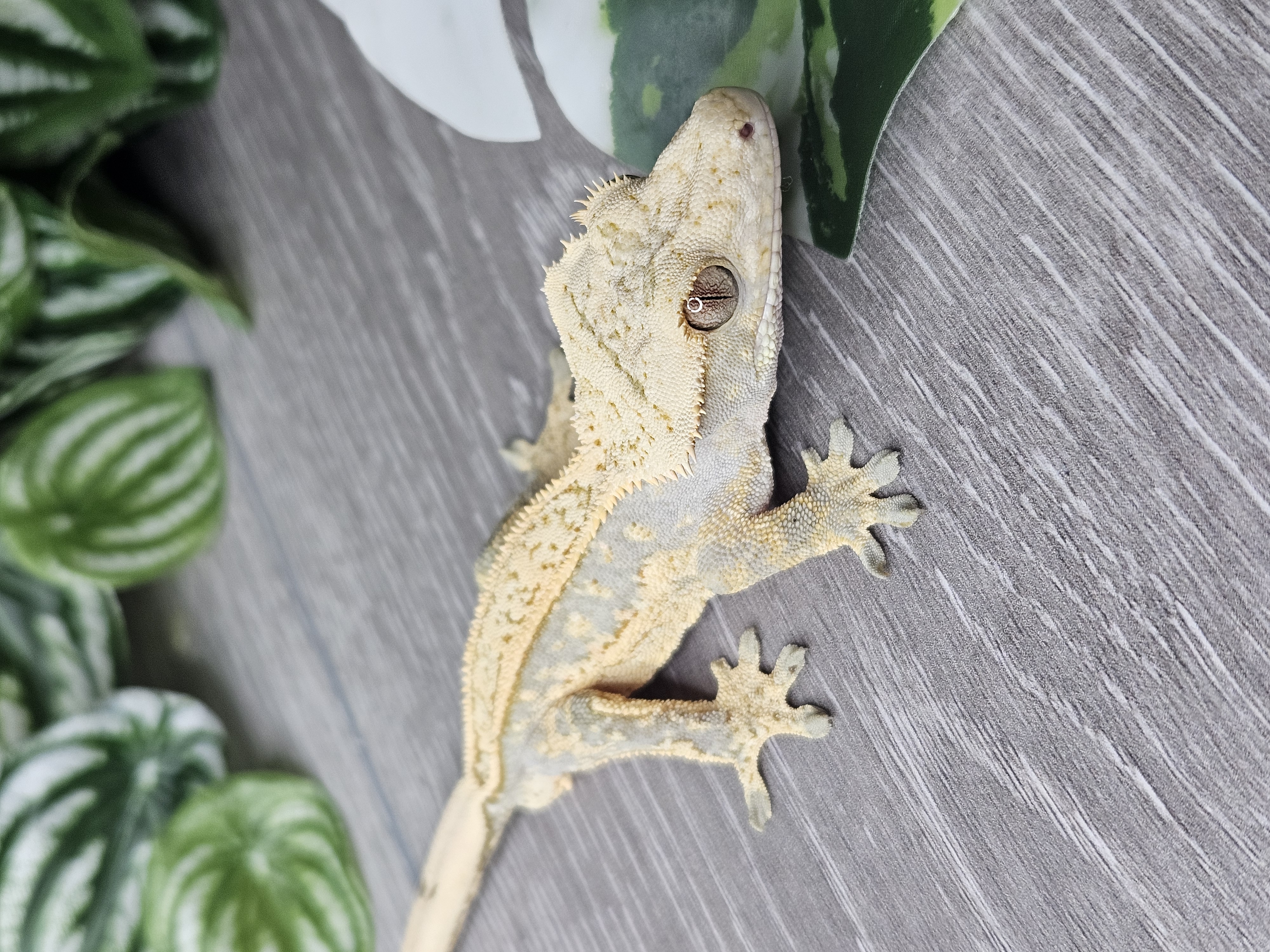 ecommerce.upsell.product_image_alt