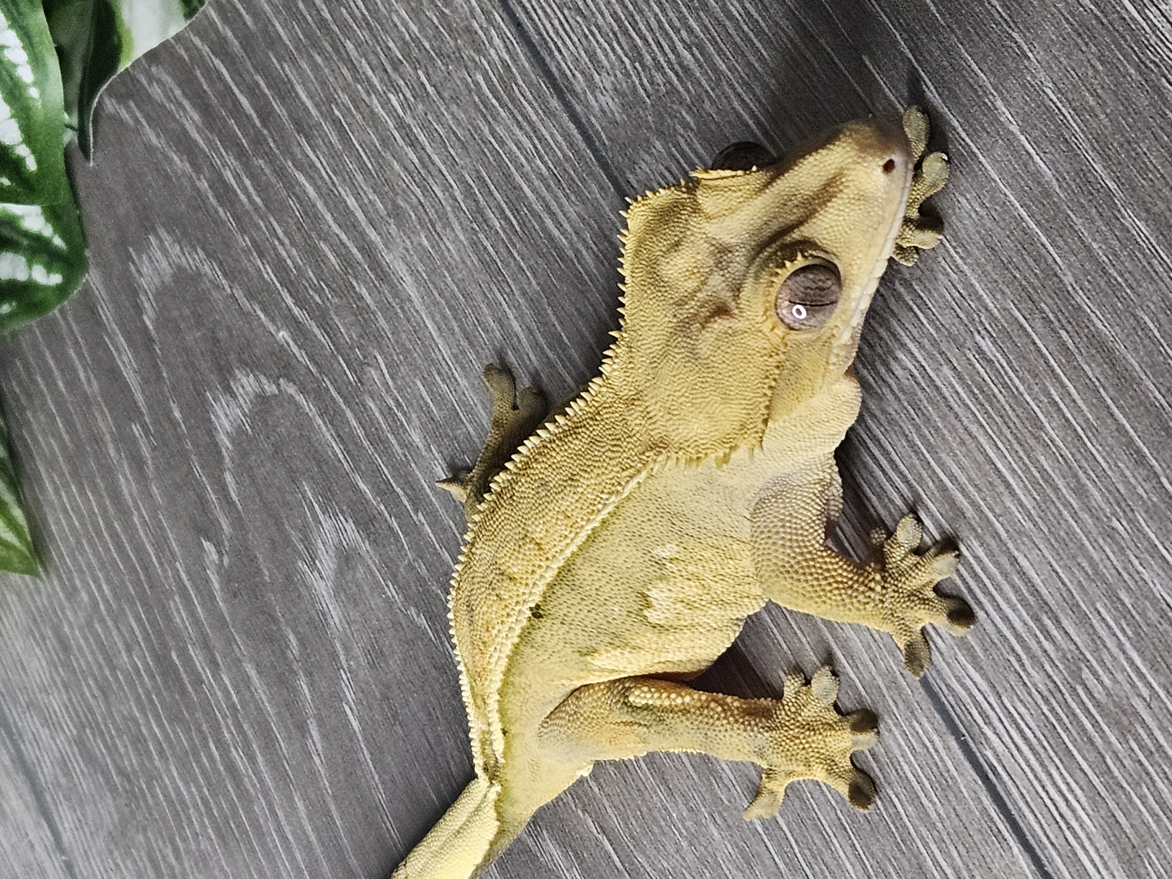 ecommerce.upsell.product_image_alt