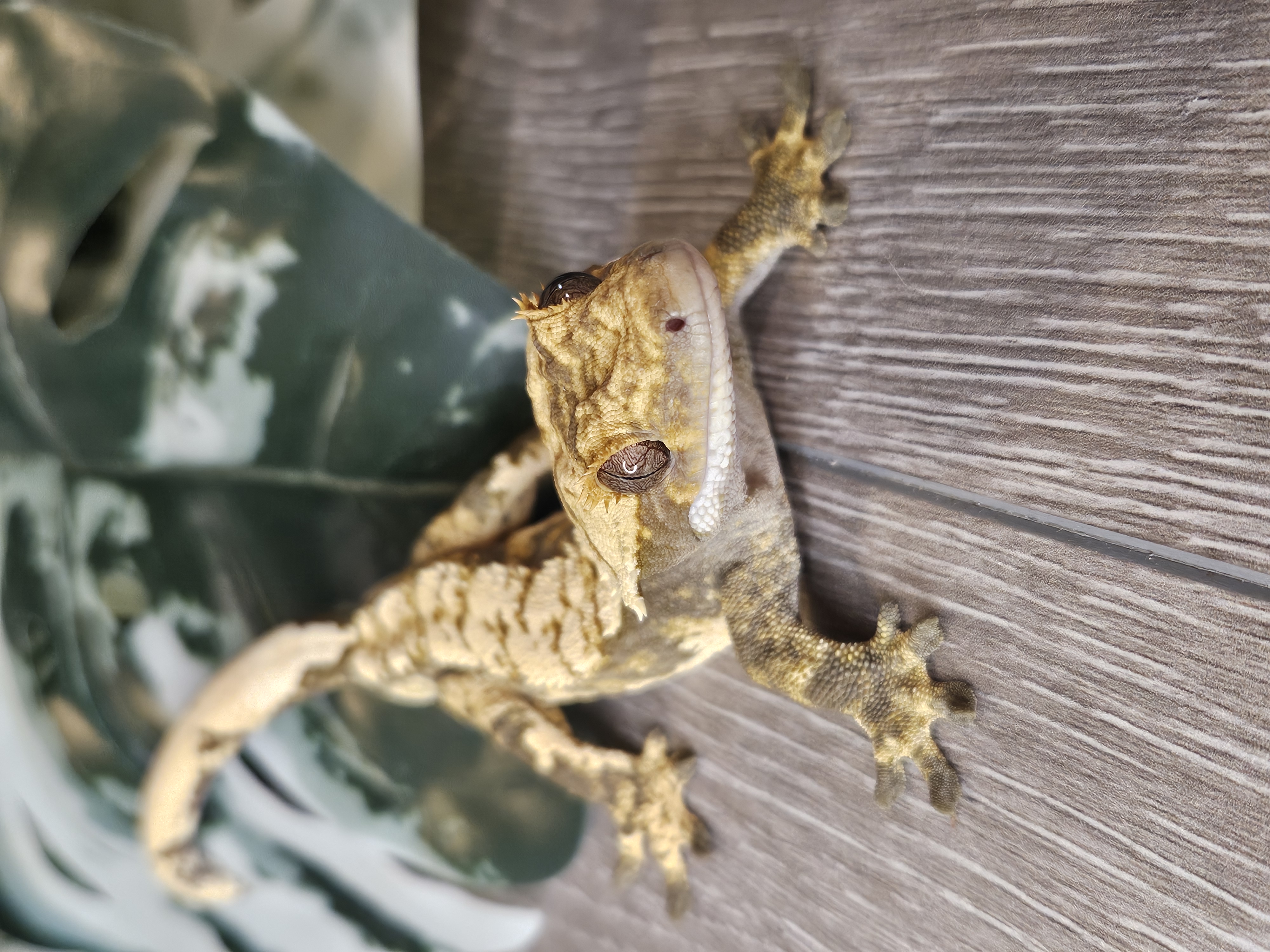 ecommerce.upsell.product_image_alt