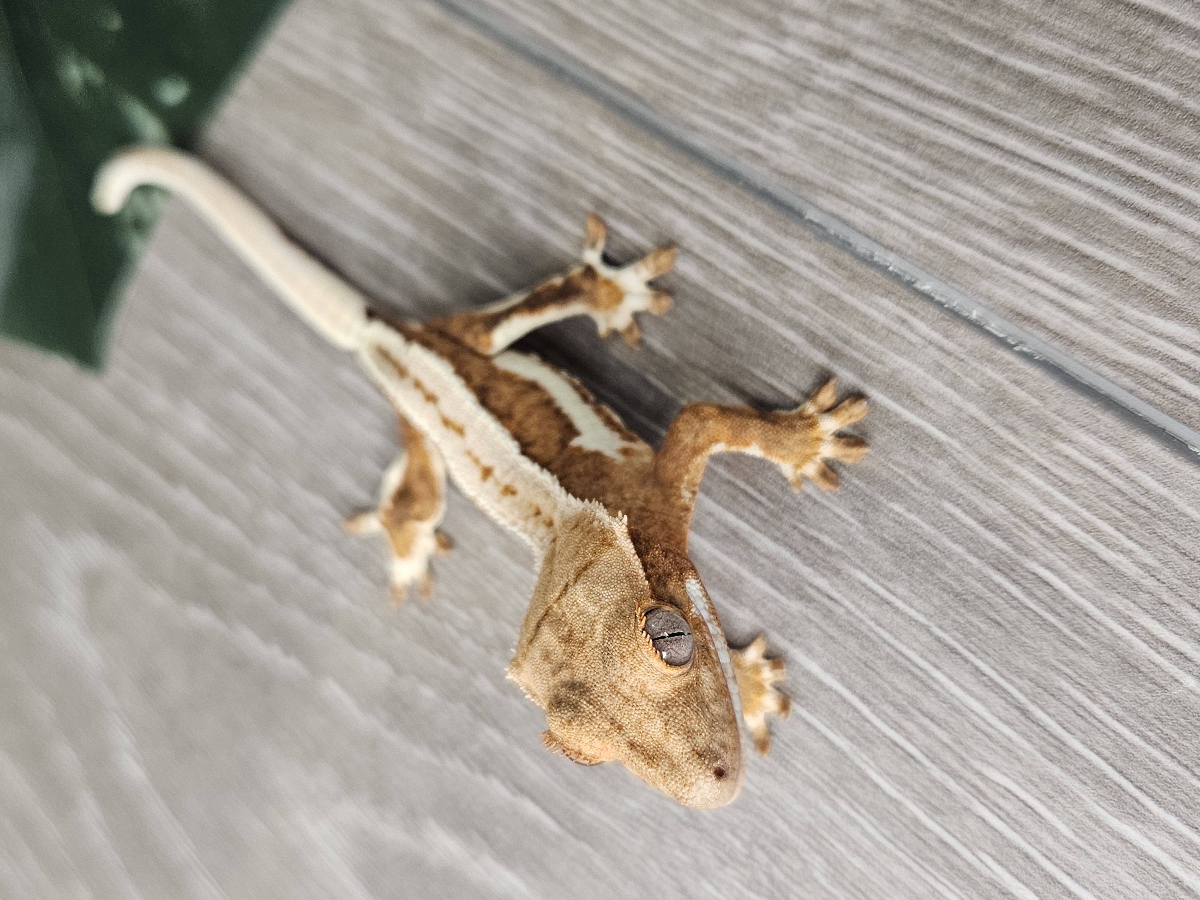 ecommerce.upsell.product_image_alt