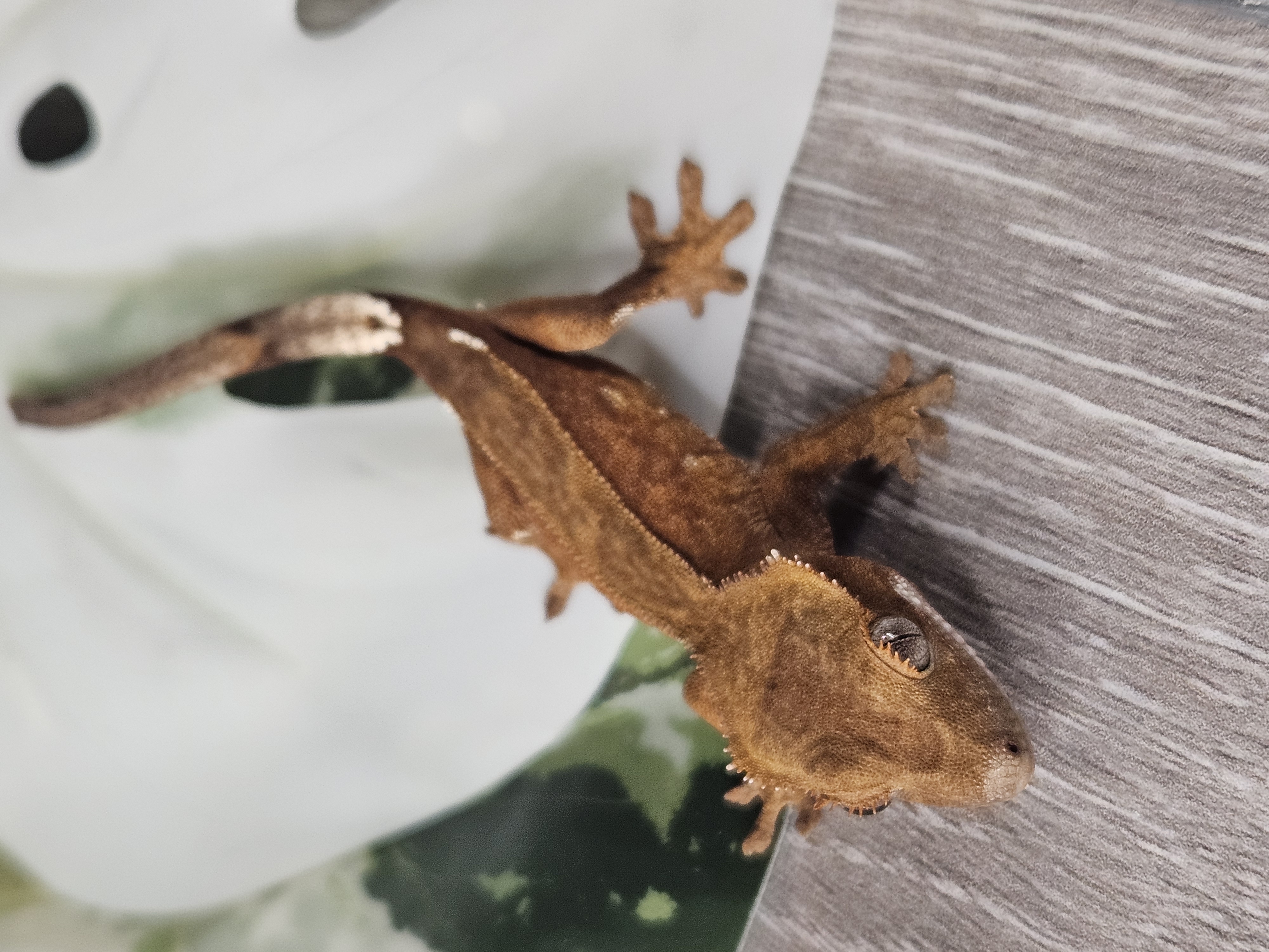 ecommerce.upsell.product_image_alt