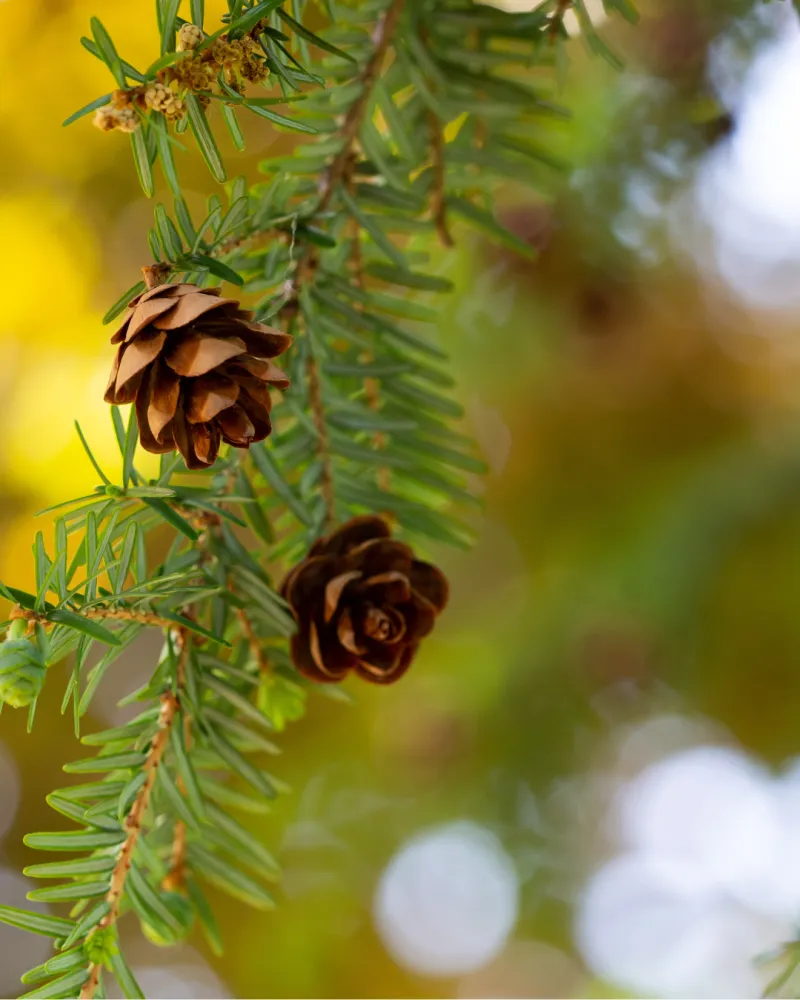 ecommerce.upsell.product_image_alt