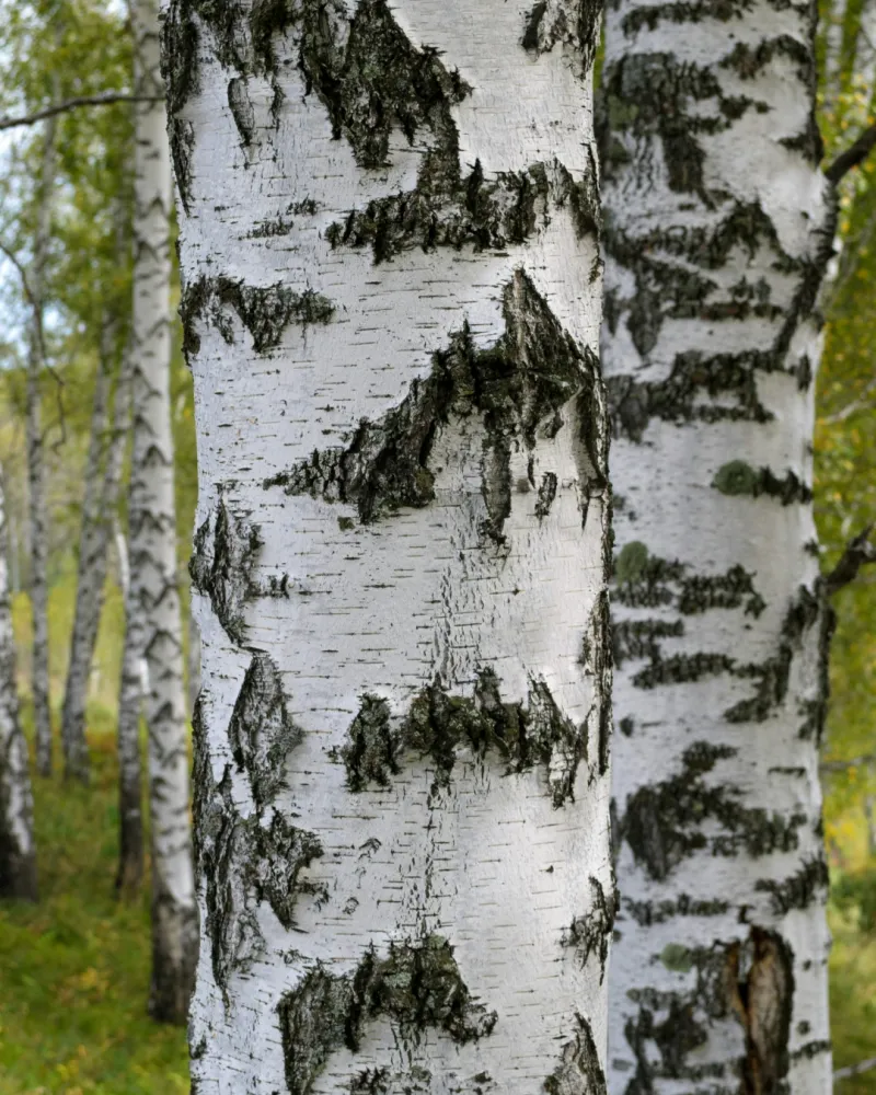 ecommerce.upsell.product_image_alt