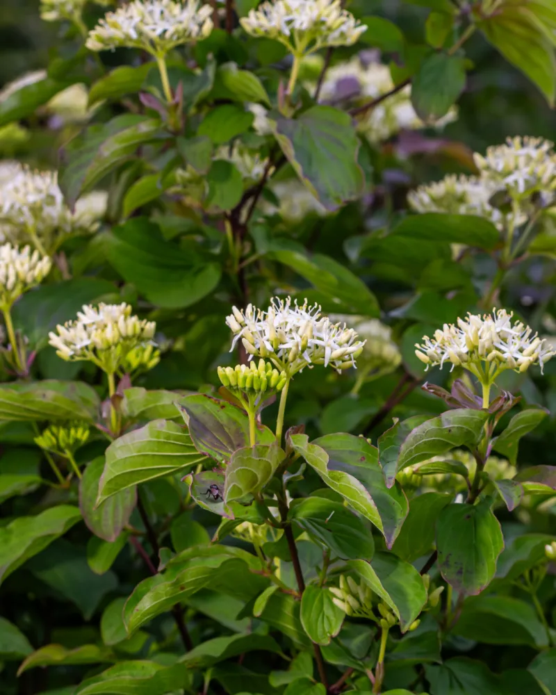 ecommerce.upsell.product_image_alt