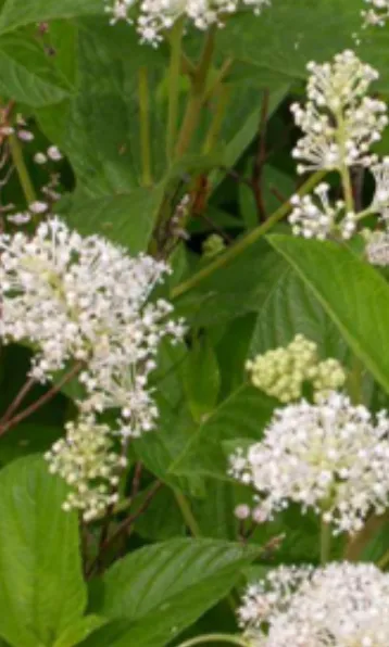 ecommerce.upsell.product_image_alt