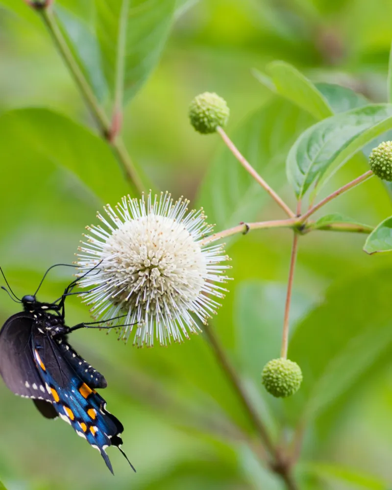 ecommerce.upsell.product_image_alt