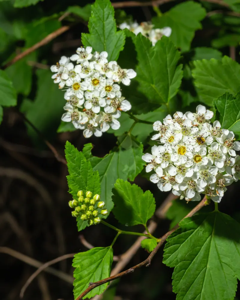 ecommerce.upsell.product_image_alt