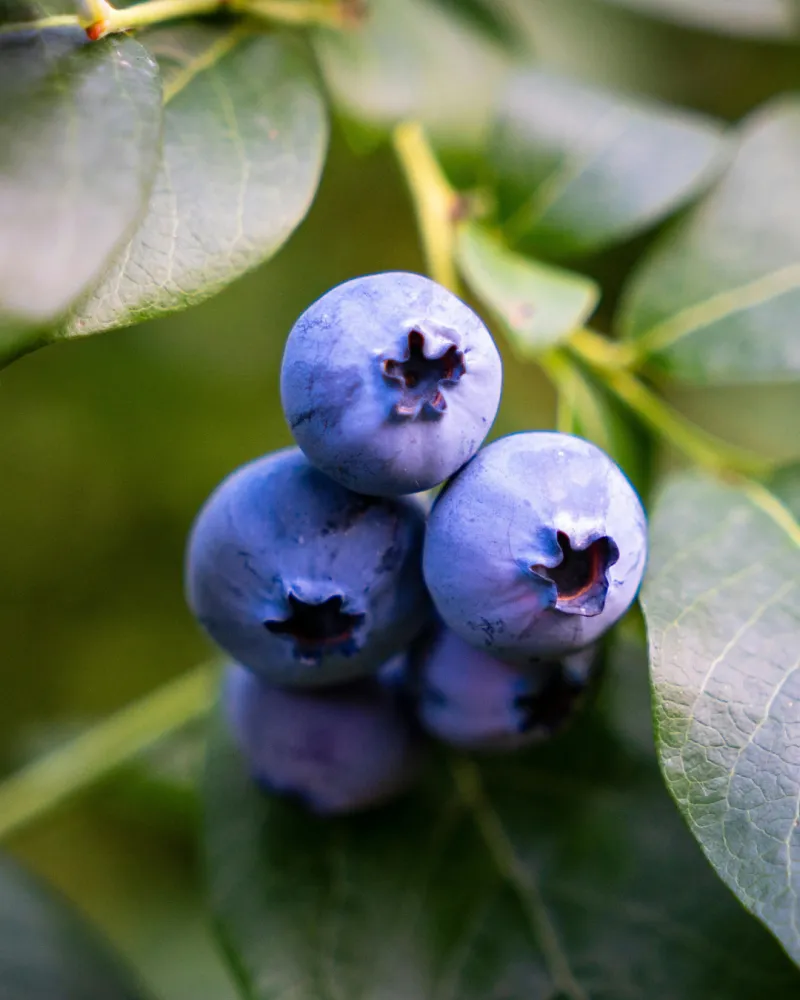 ecommerce.upsell.product_image_alt