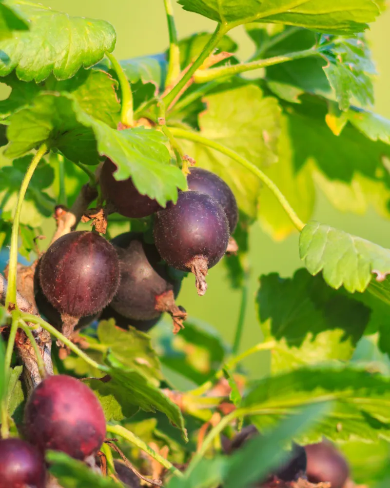 ecommerce.upsell.product_image_alt