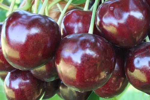 ecommerce.upsell.product_image_alt