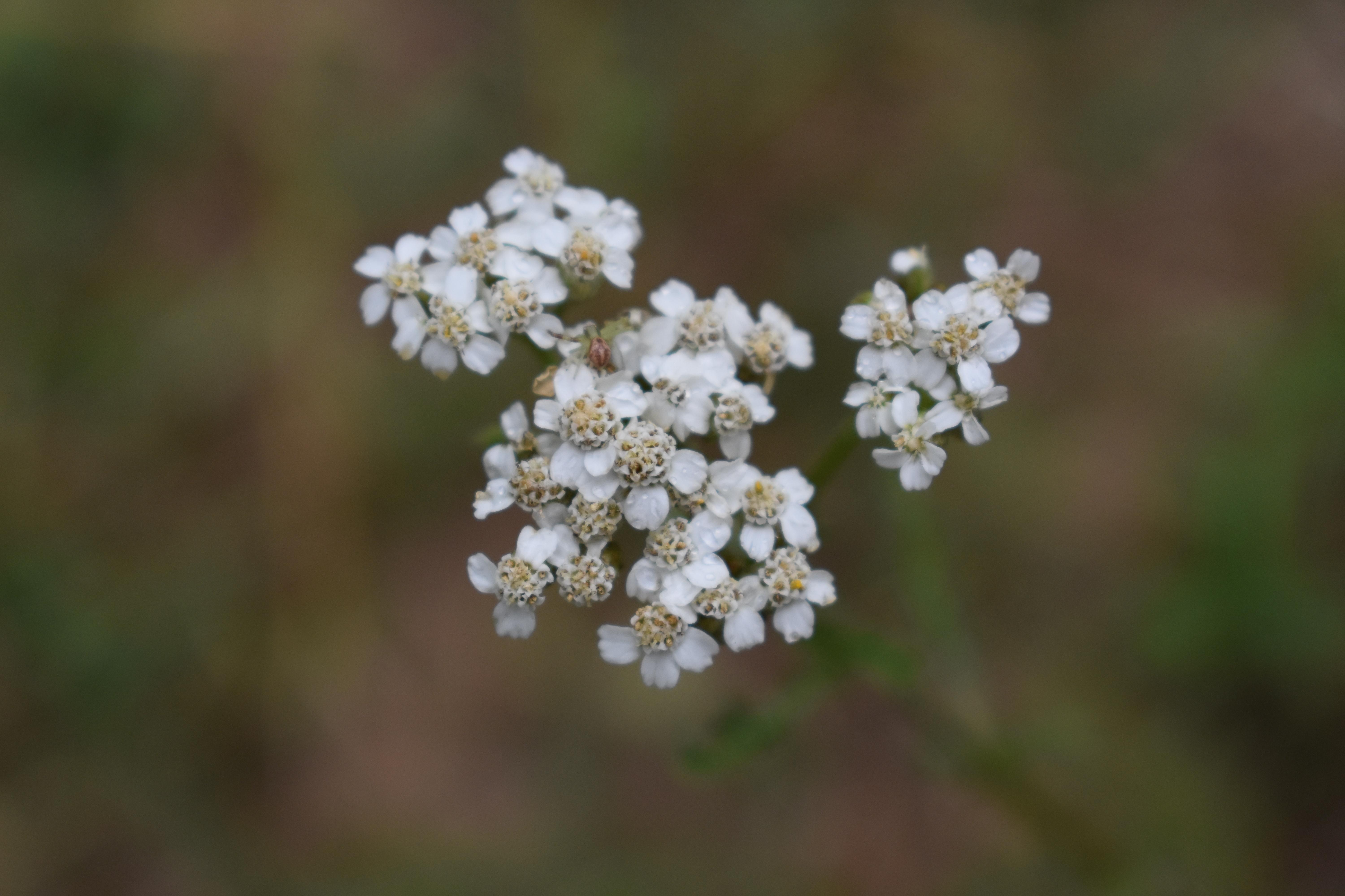 ecommerce.upsell.product_image_alt