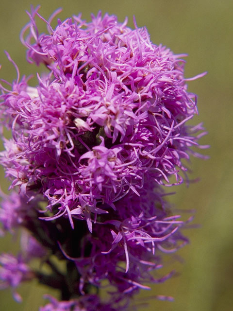 ecommerce.upsell.product_image_alt