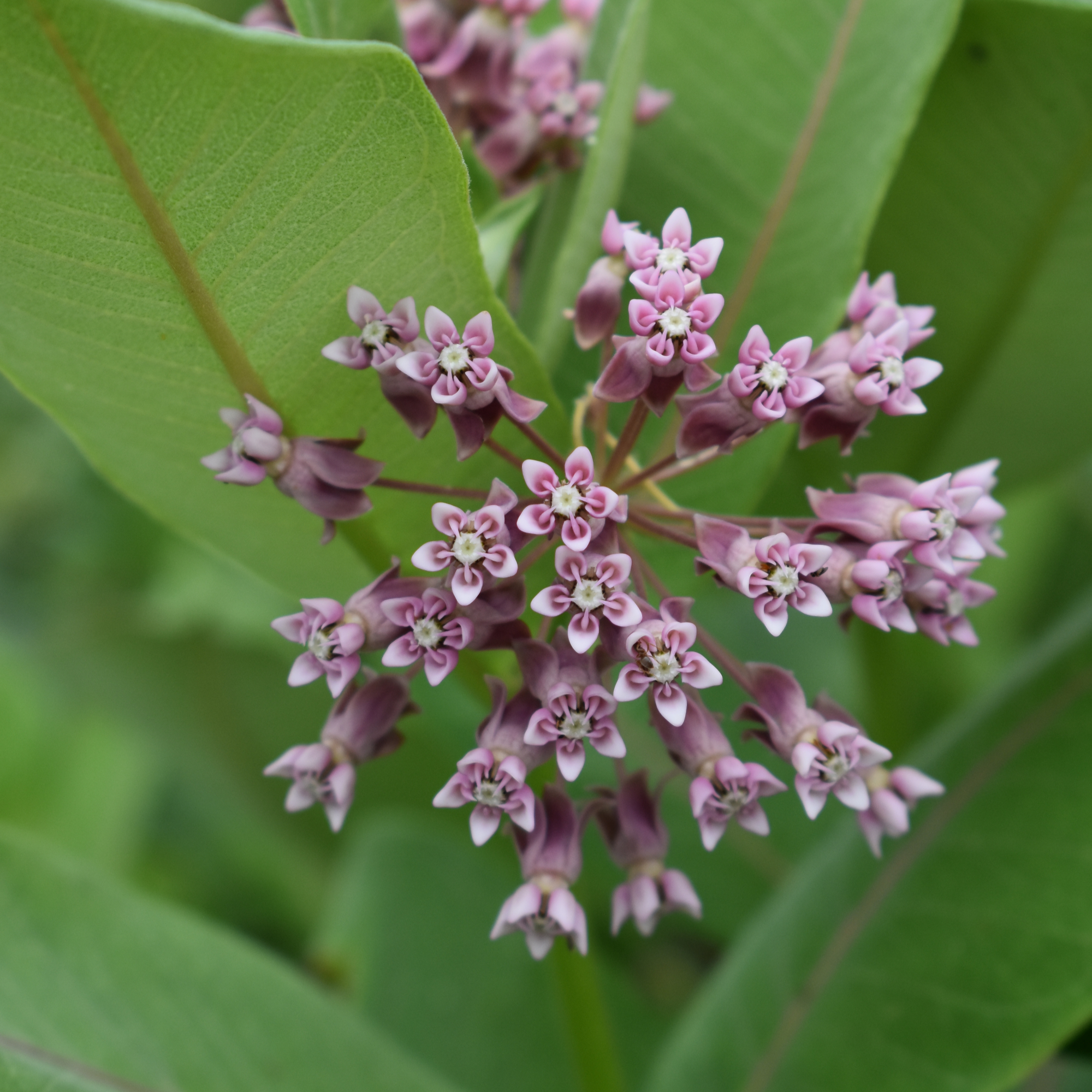 ecommerce.upsell.product_image_alt