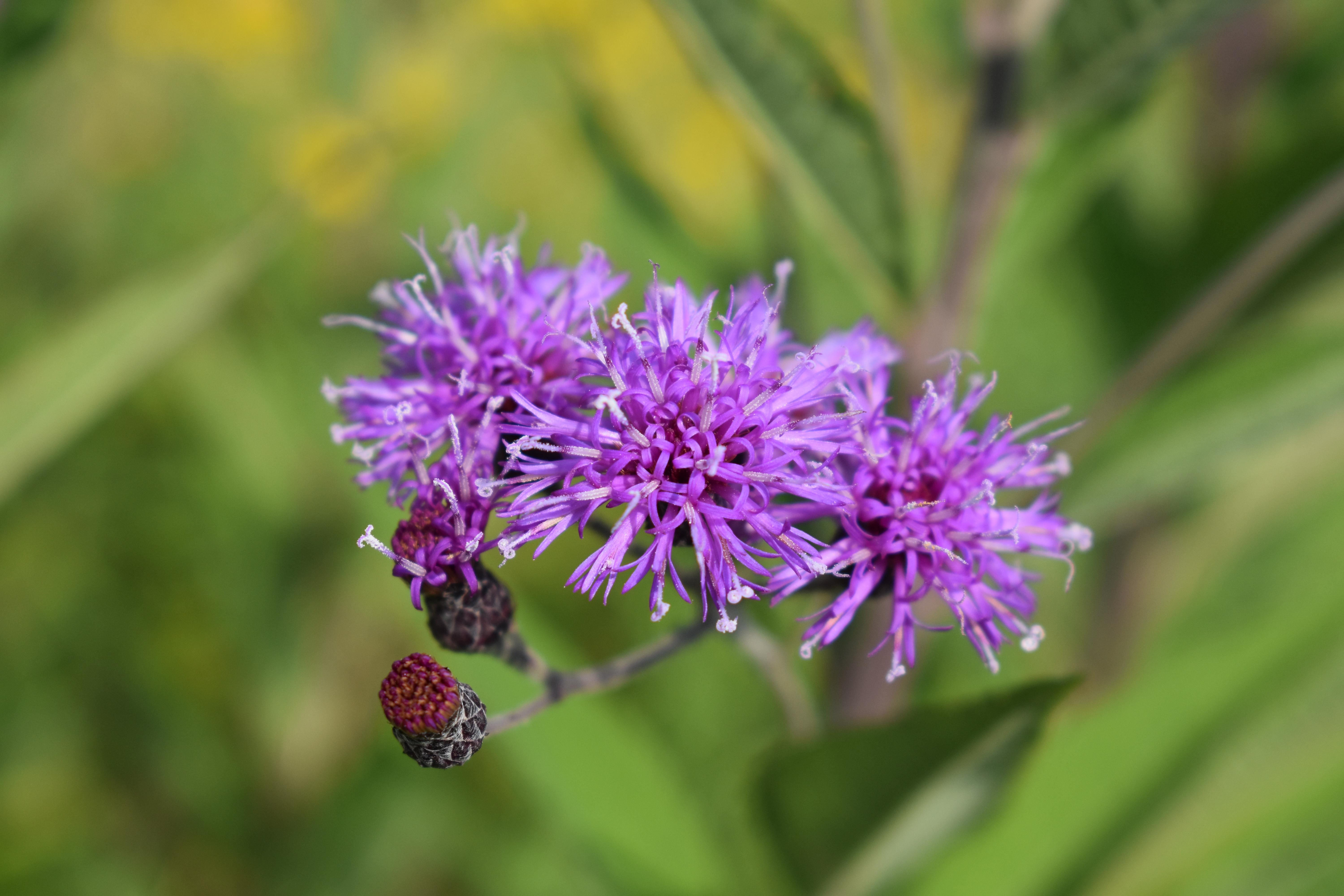 ecommerce.upsell.product_image_alt