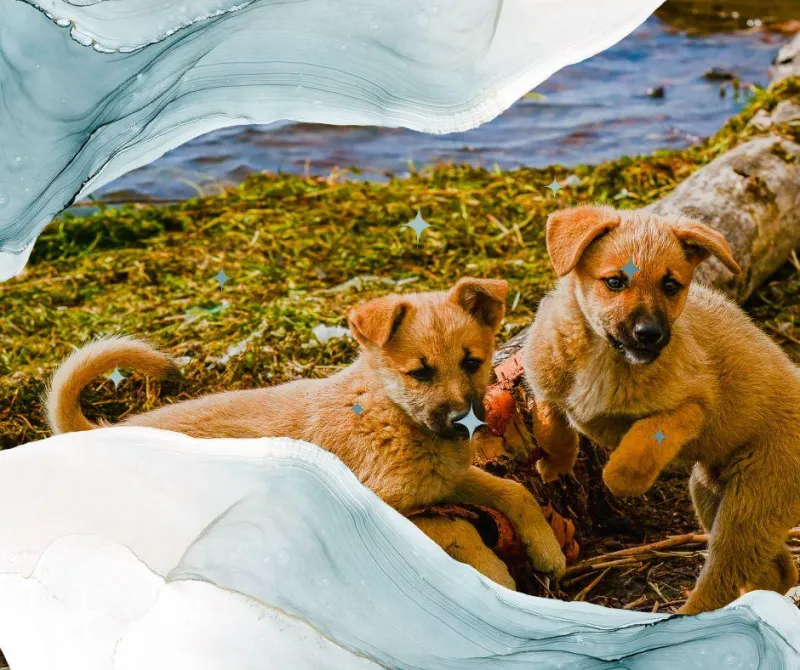 Puppy Elementary Curriculum for Dog Trainers