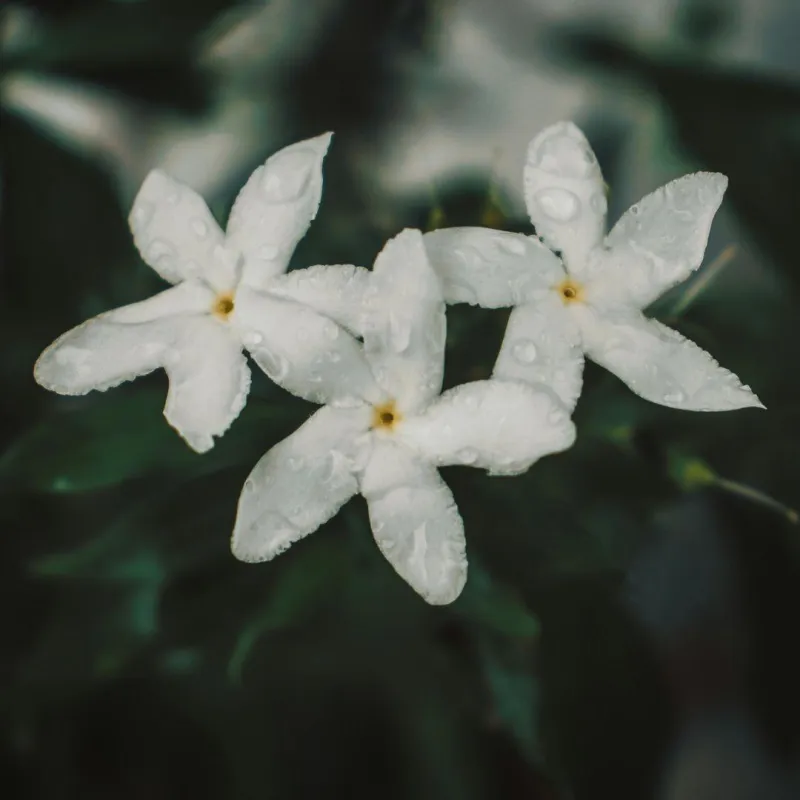 collection-image