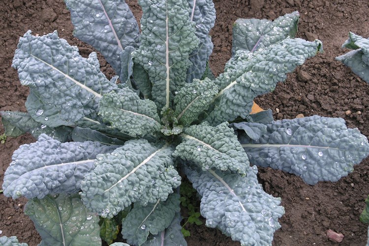 Cavolo Nero