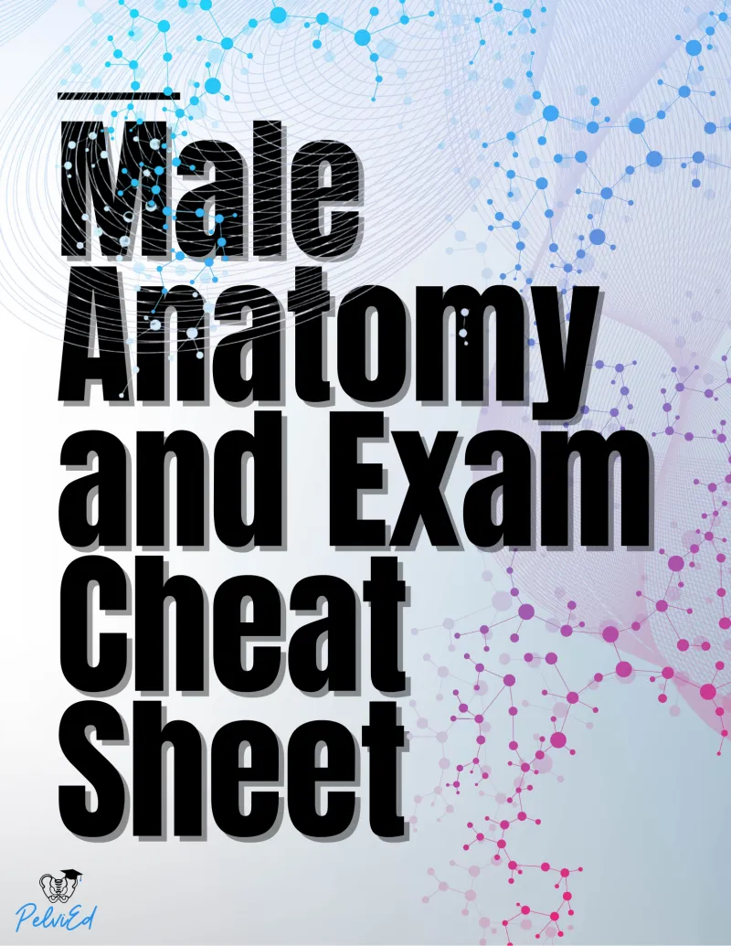 Male Anatomy and Exam  Cheat Sheet