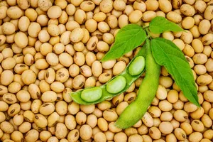 Organic Soy Beans