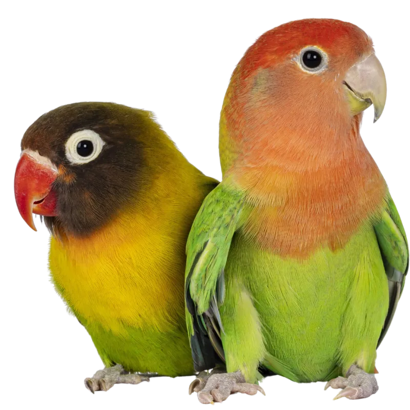 collection-image