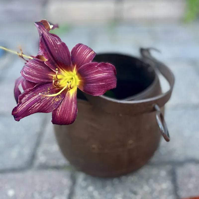 collection-image