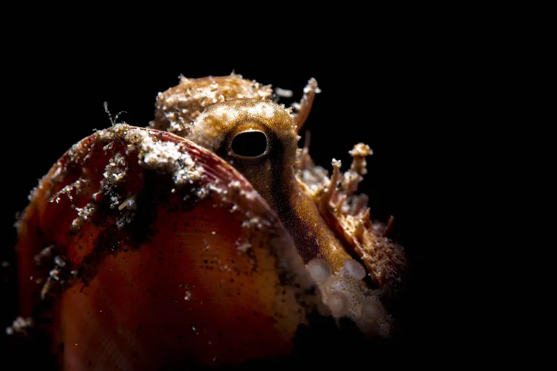 Cephalopods