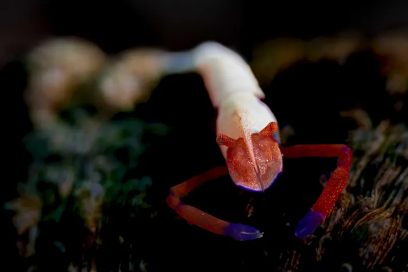 Arthropods