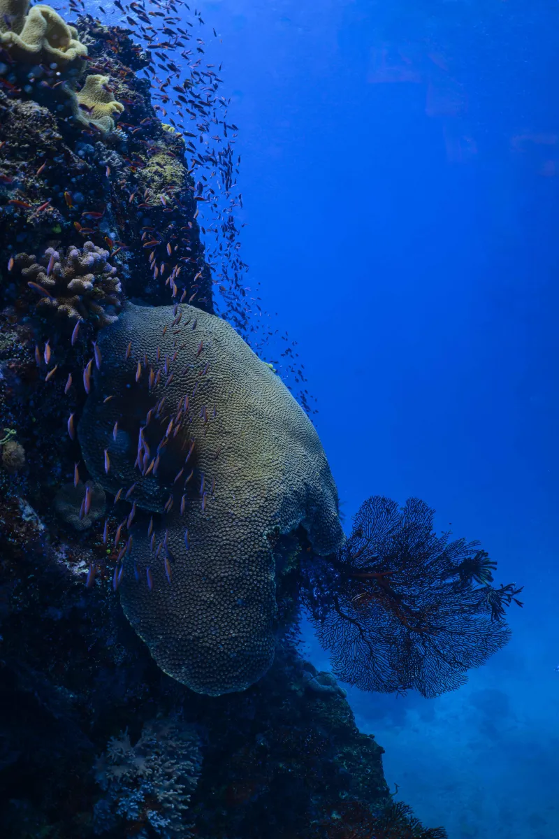 Underwater Reefscapes