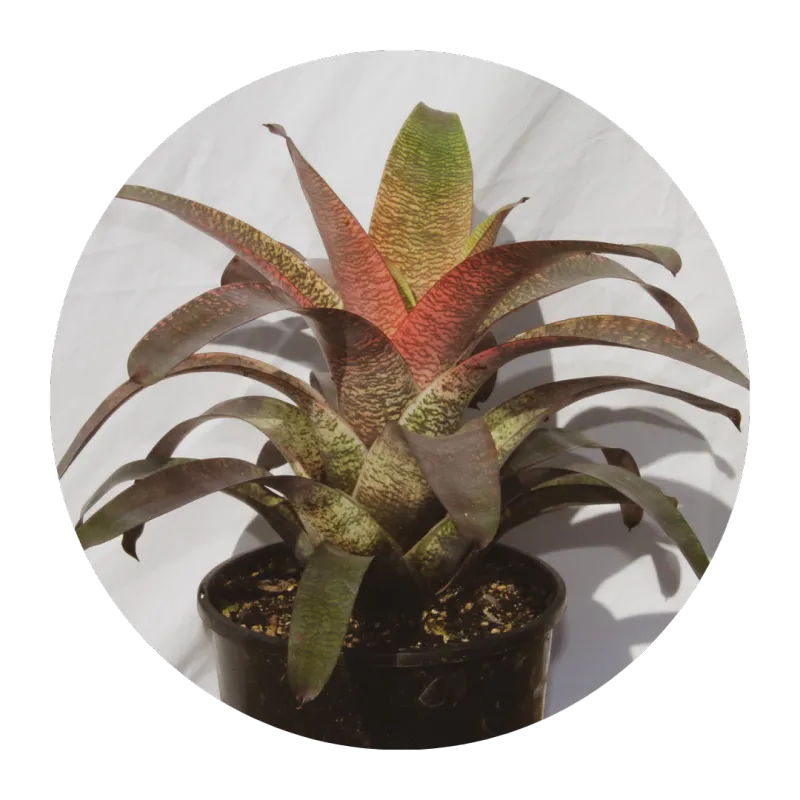 collection-image