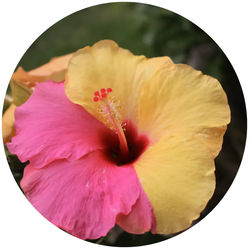 collection-image