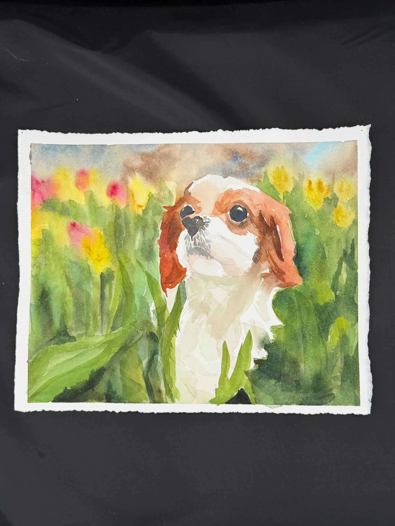 Pet Portraits