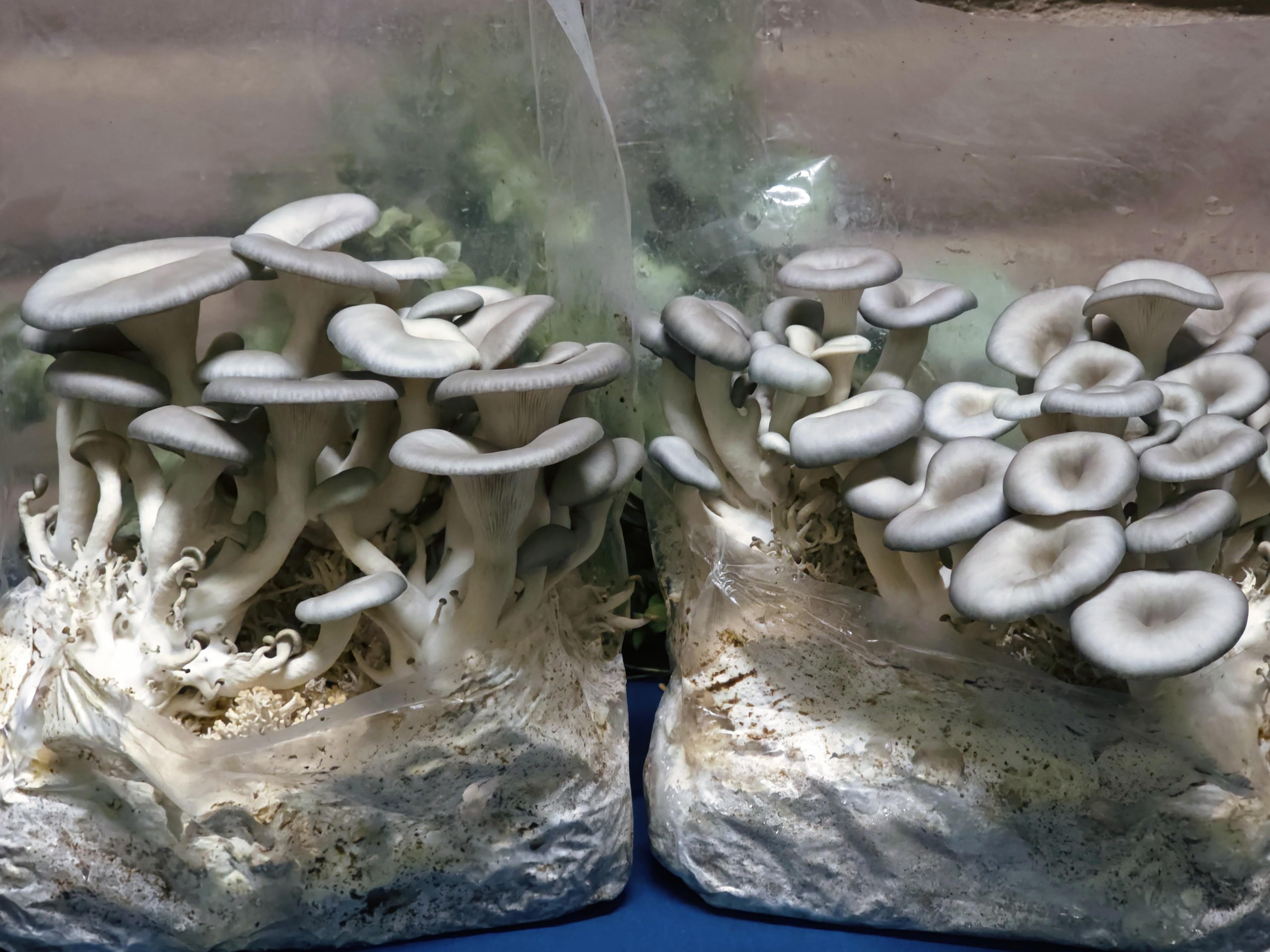 ecommerce.upsell.product_image_alt