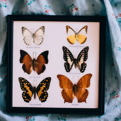 collection-image