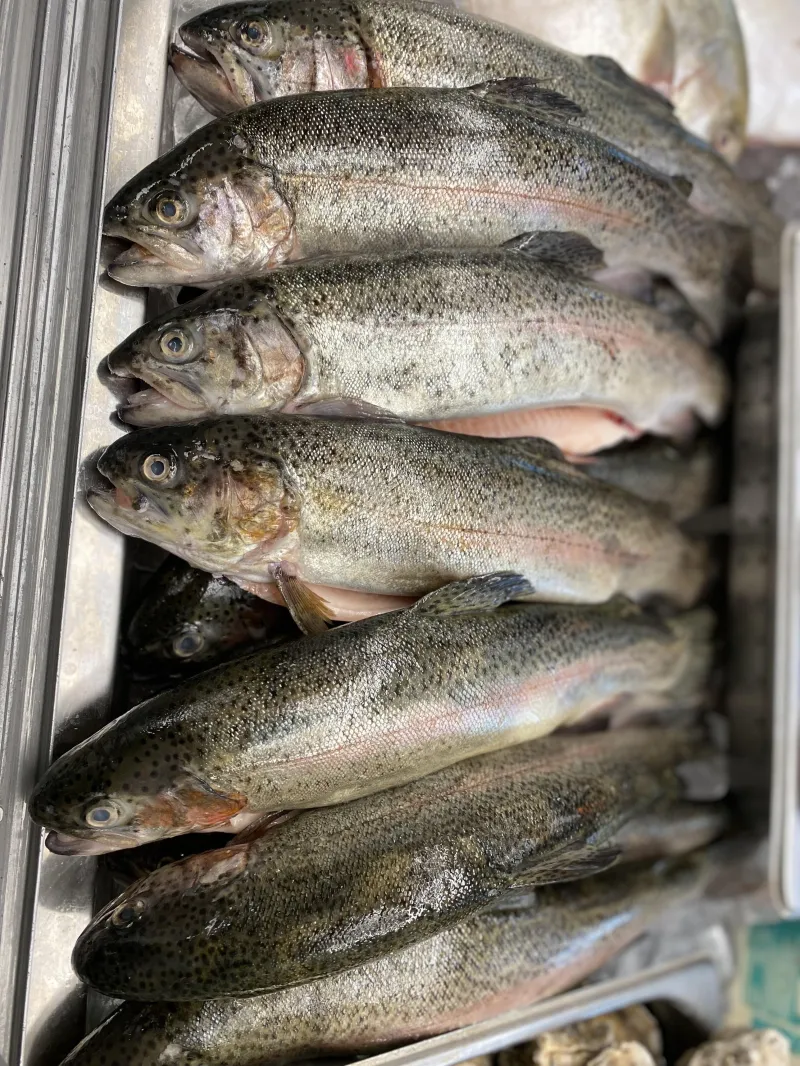 Butterflied Rainbow Trout